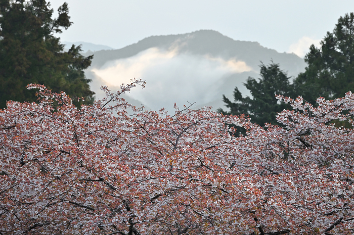 秋田産 熊胆 北投石・源泉希釈水・販売商品